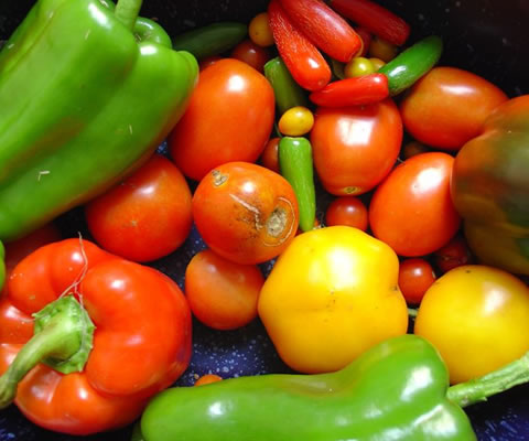 Time to Start Growing your Vegetables